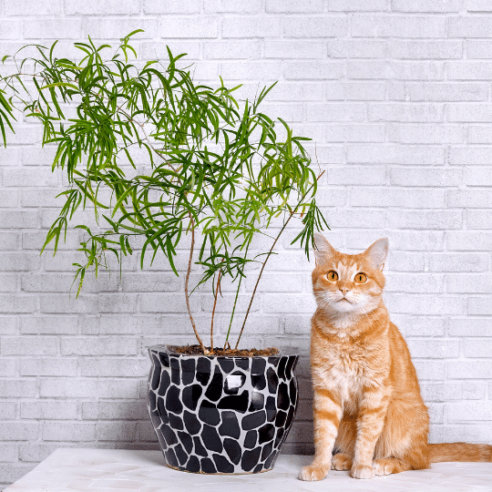 Ranking of poisonous and safe plants for cats